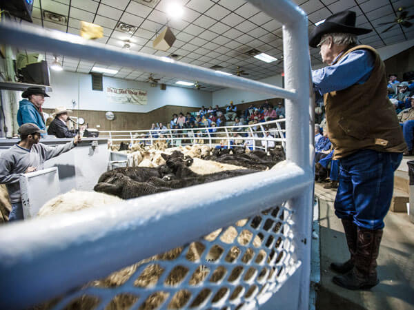 Rancher stands at corral at cattle auction