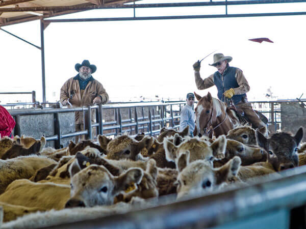 Cowboys herd cattle into corral at stockyard