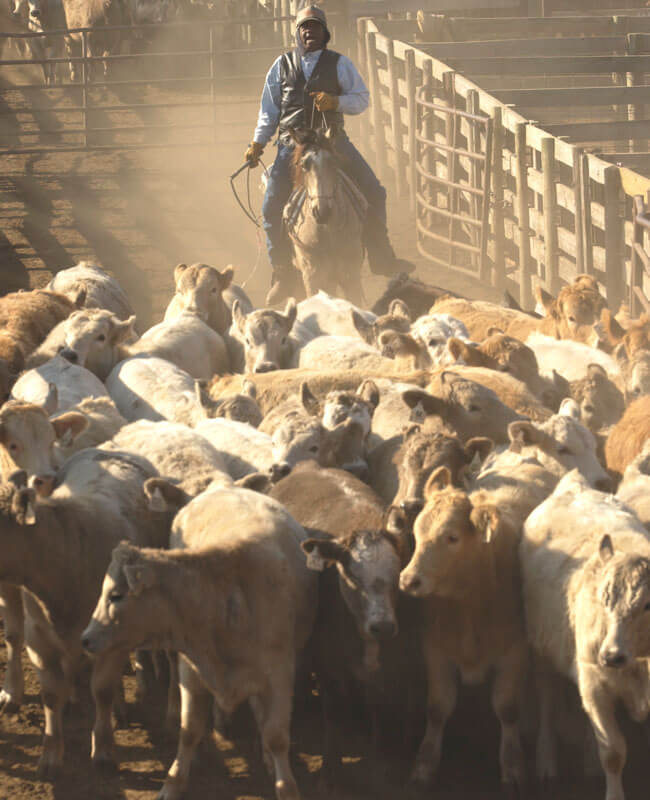 Cattle herder driving cattle through stockyard